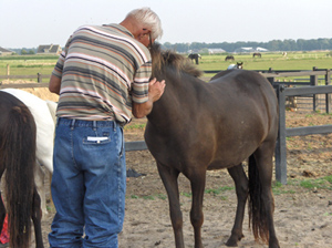 Paarden behandelen