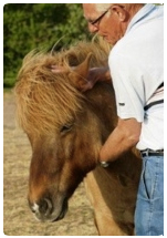 Quantum-Touch paarden
